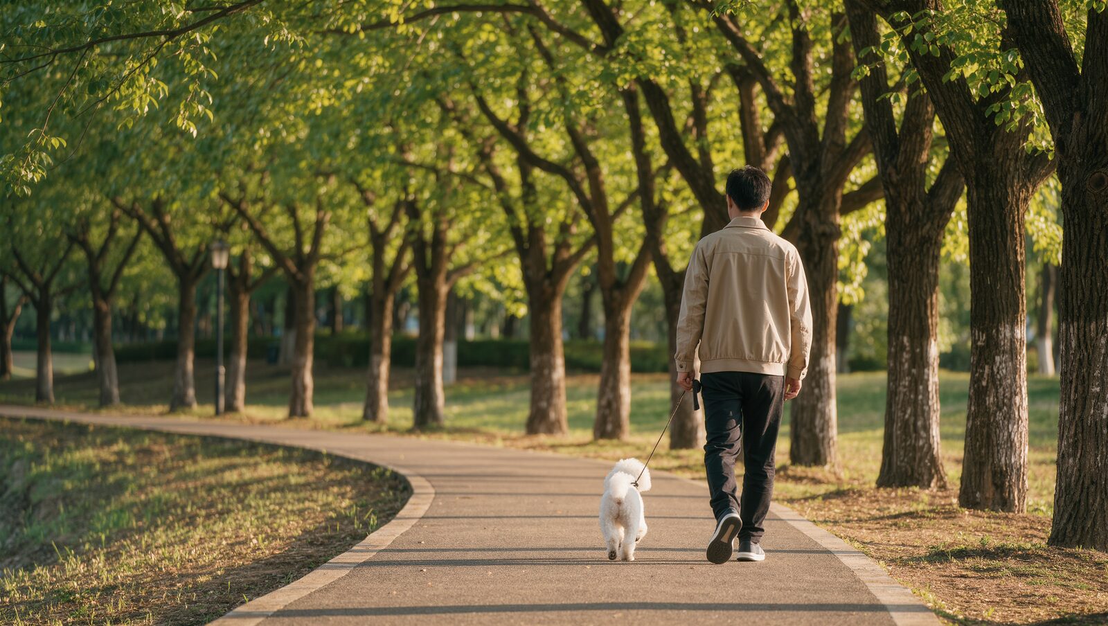 並木道の公園をトイ・プードルと散歩する男性の後ろ姿